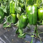 Immagine 1 azienda AZIENDA AGRICOLA MOLINO Shopping e acquisti in Nichelino TO