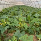 Immagine 2 azienda AZIENDA AGRICOLA MOLINO Shopping e acquisti in Nichelino TO