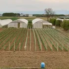 Immagine 4 azienda AZIENDA AGRICOLA MOLINO Shopping e acquisti in Nichelino TO
