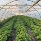 Immagine 7 azienda AZIENDA AGRICOLA MOLINO Shopping e acquisti in Nichelino TO