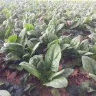 Immagine 1 azienda AZIENDA AGRICOLA TULLIO PIERINO Servizi agricoli in Cappelle Sul Tavo PE