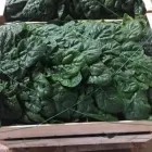 Immagine 3 azienda AZIENDA AGRICOLA TULLIO PIERINO Servizi agricoli in Cappelle Sul Tavo PE