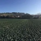Immagine 4 azienda AZIENDA AGRICOLA TULLIO PIERINO Servizi agricoli in Cappelle Sul Tavo PE