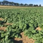Immagine 8 azienda AZIENDA AGRICOLA TULLIO PIERINO Servizi agricoli in Cappelle Sul Tavo PE