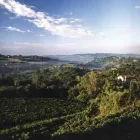 Immagine 2 azienda AZIENDA AGRICOLA VALDELLA Servizi agricoli in Refrontolo TV