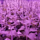 Immagine 2 azienda AZIENDA VIVAISTICA TAMMARO Vivaio in Pozzuoli NA