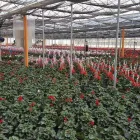 Immagine 3 azienda AZIENDA VIVAISTICA TAMMARO Vivaio in Pozzuoli NA