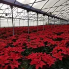 Immagine 5 azienda AZIENDA VIVAISTICA TAMMARO Vivaio in Pozzuoli NA