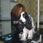 Immagine 1 azienda BAGNI E TOSATURE Servizi professionali in Bari