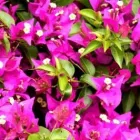 Immagine 3 azienda BAZZOCCHI PIANTE E FIORI CERVIA Wedding planner organizzazione matrimoni in Cervia RA