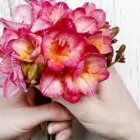 Immagine 4 azienda BAZZOCCHI PIANTE E FIORI CERVIA Wedding planner organizzazione matrimoni in Cervia RA