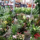 Immagine 4 azienda BEN GARDEN Vivaio in Tradate VA