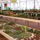 Immagine 7 azienda BEN GARDEN Vivaio in Tradate VA