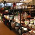 Immagine 8 azienda BEN GARDEN Vivaio in Tradate VA