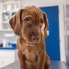 Immagine 1 azienda BERTOLA DR.SSA SANDRA Veterinario in Pisa