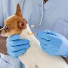 Immagine 6 azienda BERTOLA DR.SSA SANDRA Veterinario in Pisa