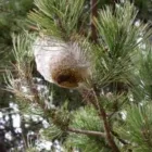 Immagine 1 azienda BIODIS Organizzazione per la protezione degli animali in San Giovanni Rotondo FG