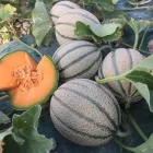 Immagine 2 azienda BIOGARDEN Servizi agricoli in Ispica