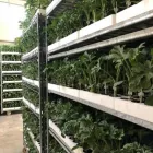 Immagine 4 azienda BIOGARDEN Servizi agricoli in Ispica