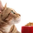 Immagine 1 azienda BIOPET SARDA Shopping e acquisti in Dolianova CA