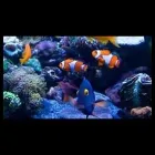 Immagine 1 azienda BLUE LIFE ACQUARIOLOGIA Shopping e acquisti in Napoli