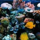 Immagine 2 azienda BLUE LIFE ACQUARIOLOGIA Shopping e acquisti in Napoli