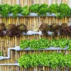 Immagine 1 azienda BOTANICA URBANA-CLOUD BROTHERS Vivaio in Varese