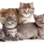 Immagine 1 azienda BUSNELLI DR. SERGIO VETERINARIO Veterinario in Saronno VA
