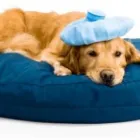 Immagine 5 azienda BUSNELLI DR. SERGIO VETERINARIO Veterinario in Saronno VA