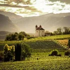 Immagine 2 azienda CANTINA PRODUTTORI S. MICHELE APPIANO · KELLEREI ST. MICHAEL - EPPAN Shopping e acquisti in Appiano Sulla Strada Del Vino BZ