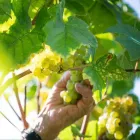 Immagine 5 azienda CANTINA PRODUTTORI S. MICHELE APPIANO · KELLEREI ST. MICHAEL - EPPAN Shopping e acquisti in Appiano Sulla Strada Del Vino BZ