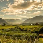 Immagine 7 azienda CANTINA PRODUTTORI S. MICHELE APPIANO · KELLEREI ST. MICHAEL - EPPAN Shopping e acquisti in Appiano Sulla Strada Del Vino BZ