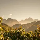 Immagine 8 azienda CANTINA PRODUTTORI S. MICHELE APPIANO · KELLEREI ST. MICHAEL - EPPAN Shopping e acquisti in Appiano Sulla Strada Del Vino BZ