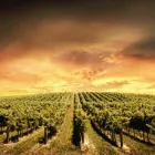 Immagine 1 azienda CANTINA SOCIALE ARI Negozio di vini in Ari CH