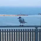 Immagine 6 azienda CASA DI RIPOSO LA MARINA Servizi professionali in Bellaria-Igea Marina RN