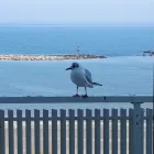 Immagine 14 azienda CASA DI RIPOSO LA MARINA Servizi professionali in Bellaria-Igea Marina RN