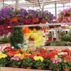 Immagine 1 azienda CASANATURA VIVAIO Vivaio in Talsano Ta