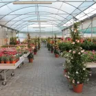 Immagine 2 azienda CASANATURA VIVAIO Vivaio in Talsano Ta