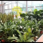 Immagine 6 azienda CASANATURA VIVAIO Vivaio in Talsano Ta