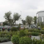 Immagine 7 azienda CASANATURA VIVAIO Vivaio in Talsano Ta