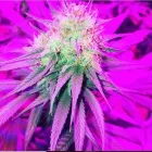 Immagine 2 azienda CBWEED BUCCINASCO - GREEN CANAPA Shopping e acquisti in Buccinasco MI