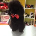 Immagine 3 azienda CENTRO BENESSERE ANIMALI Shopping e acquisti in San Giovanni La Punta CT