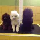 Immagine 8 azienda CENTRO BENESSERE ANIMALI Shopping e acquisti in San Giovanni La Punta CT