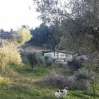 Immagine 6 azienda CENTRO IPPICO MANEGGIO VALLE DEL LUPO Tavola calda in San Giovanni Teatino CH
