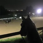 Immagine 8 azienda CENTRO IPPICO MANEGGIO VALLE DEL LUPO Tavola calda in San Giovanni Teatino CH
