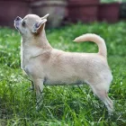 Immagine 1 azienda CHIHUAHUA STORE Shopping e acquisti in Fiumicino RM