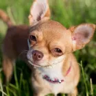 Immagine 2 azienda CHIHUAHUA STORE Shopping e acquisti in Fiumicino RM