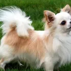 Immagine 3 azienda CHIHUAHUA STORE Shopping e acquisti in Fiumicino RM