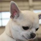 Immagine 6 azienda CHIHUAHUA STORE Shopping e acquisti in Fiumicino RM