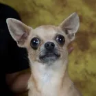 Immagine 7 azienda CHIHUAHUA STORE Shopping e acquisti in Fiumicino RM